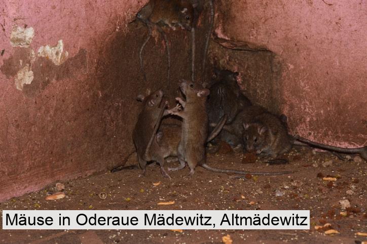 Mäuse in Oderaue Mädewitz, Altmädewitz